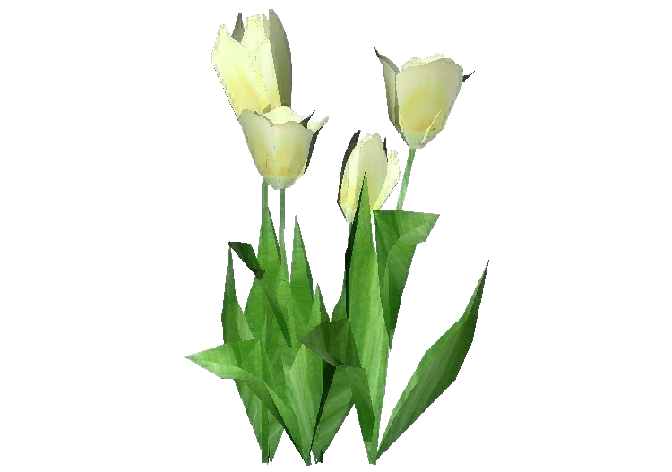 3D Flowers - White Tulip - ACCA software