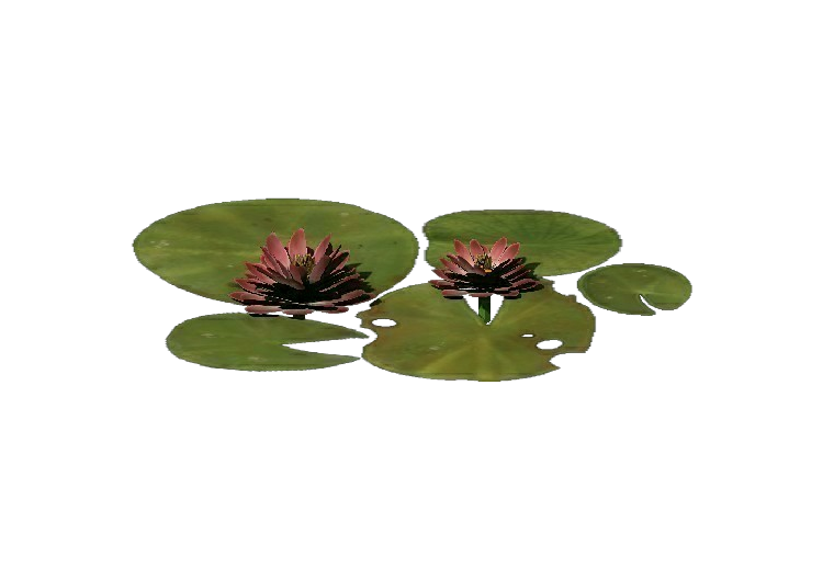 Plantes 3D - Lotus - ACCA software