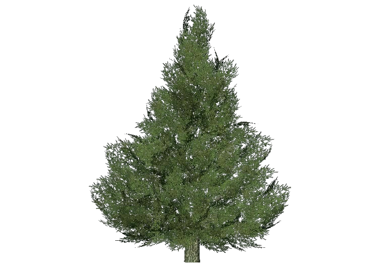 Árvores 3D - Abeto branco - ACCA software