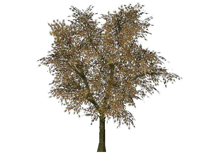 3D Bäume - Spitzahorn - ACCA software