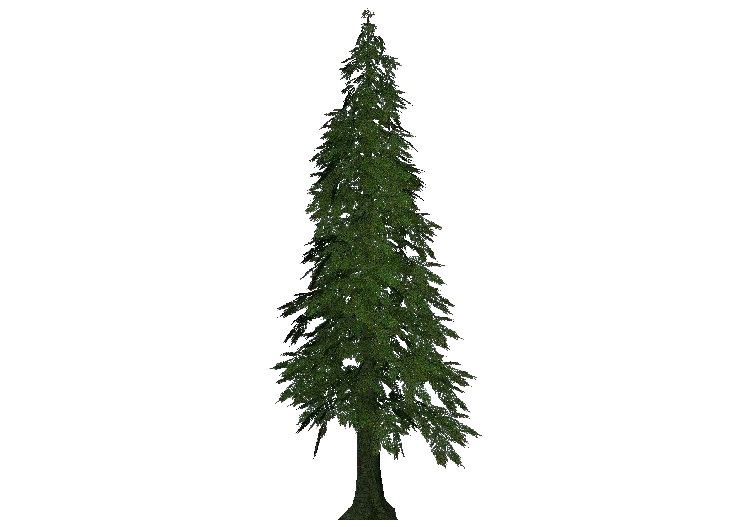 Arbres 3D - Cyprès de Lawson - ACCA software