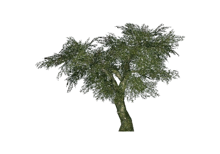 Arbres 3D - Olivier - ACCA software