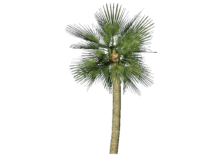 Alberi 3D - Palma nana - ACCA software