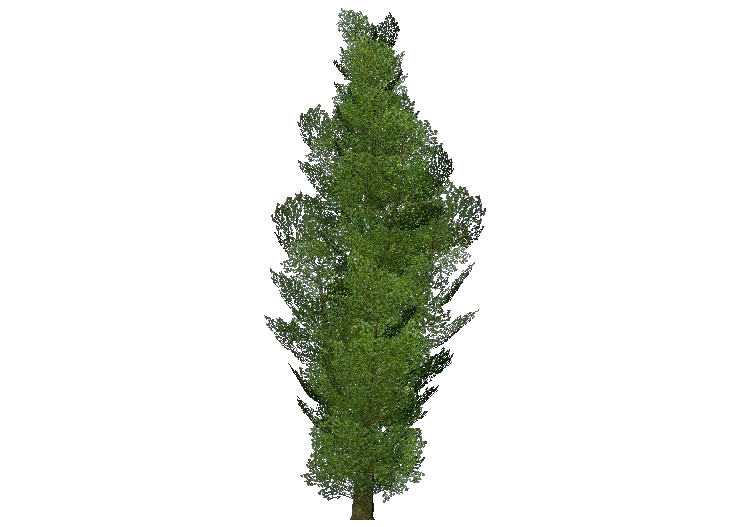 三维树木 - Lombardy poplar - ACCA software