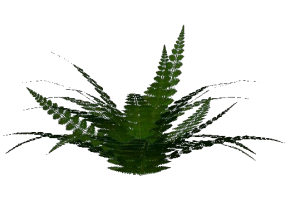 3D Bushes - Fern