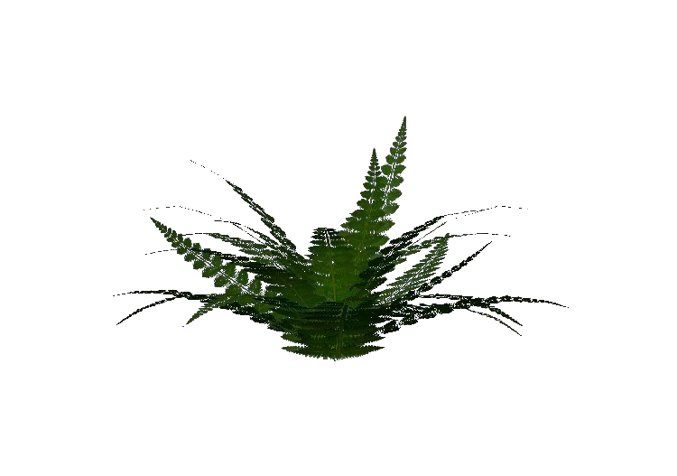 三维灌木 - Fern - ACCA software