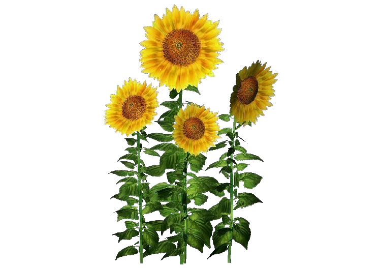 3D Flowers - Sunflower - ACCA software