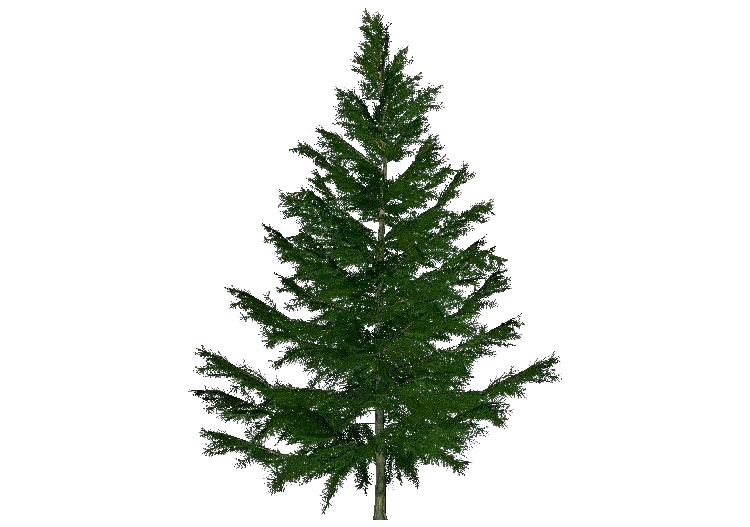 3D Trees - Spruce - ACCA software