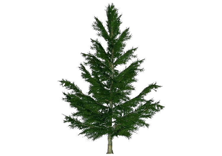3D Trees - Spruce - ACCA software