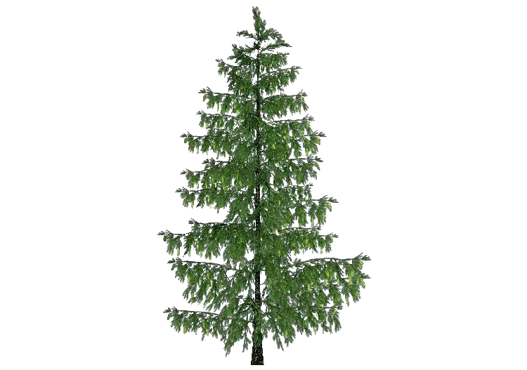 3D Trees - Spruce - ACCA software