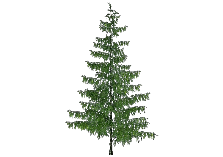 Árvores 3D - Abeto Vermelho Comum - ACCA software