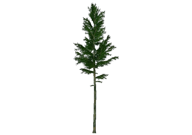 Alberi 3D - Abete rosso - ACCA software