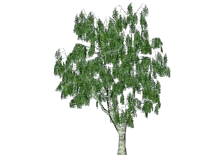 Árvores 3D - Bétula - ACCA software