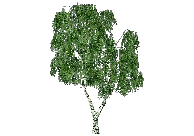 Árvores 3D - Bétula - ACCA software