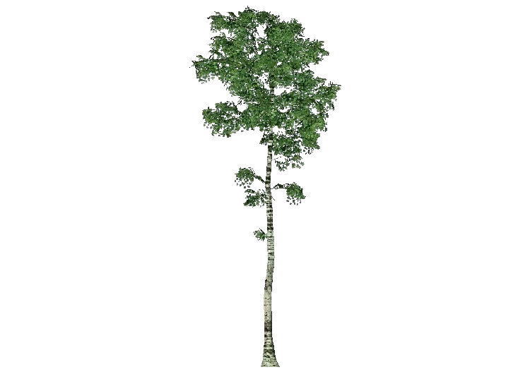 3D Trees - Birch - ACCA software