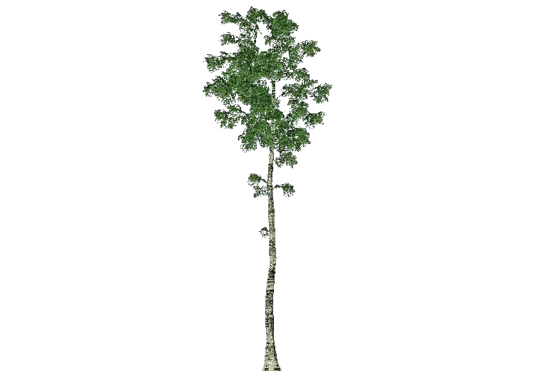 3D Trees - Birch - ACCA software