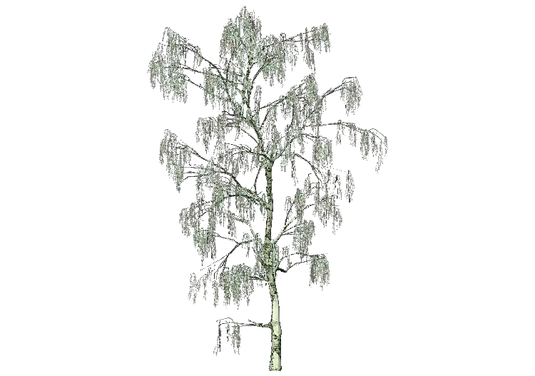 Árboles 3D - Abedul - ACCA software