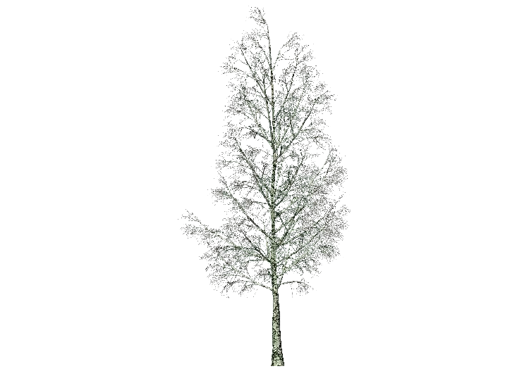 Arbres 3D - Bouleau - ACCA software