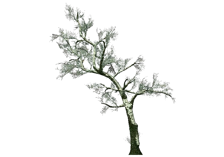 Alberi 3D - Biancospino comune - ACCA software