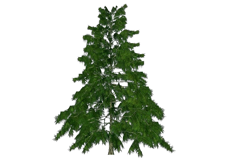 Arbres 3D - Cèdre de l'Himalaya - ACCA software