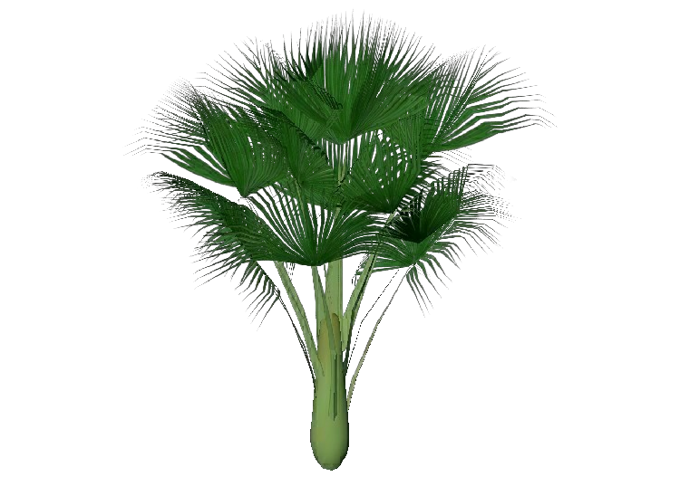 Arbres 3D - Cocotier de mer - ACCA software