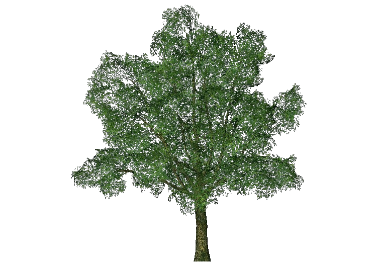 三维树木 - English oak - ACCA software