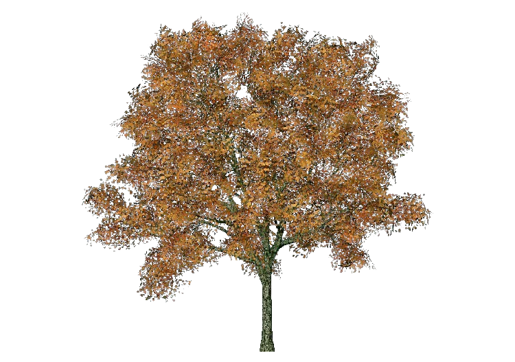Árboles 3D - Fresno - ACCA software