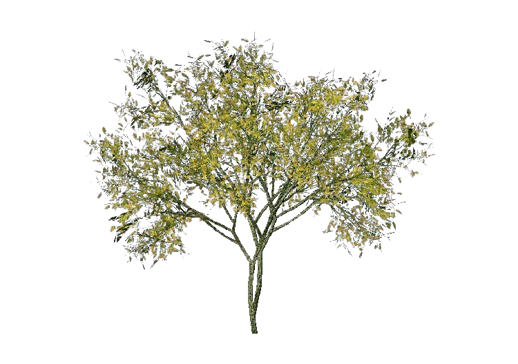 3D Trees - Ash - ACCA software