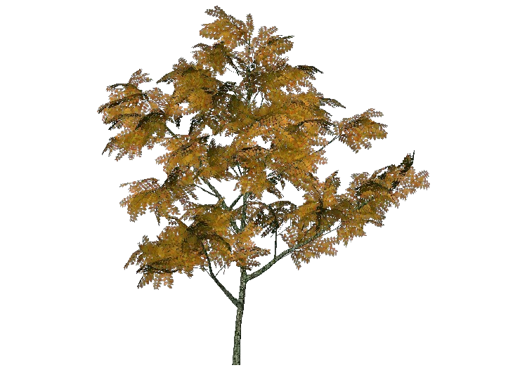 3D Trees - Ash - ACCA software