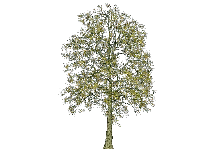 Árboles 3D - Fresno - ACCA software