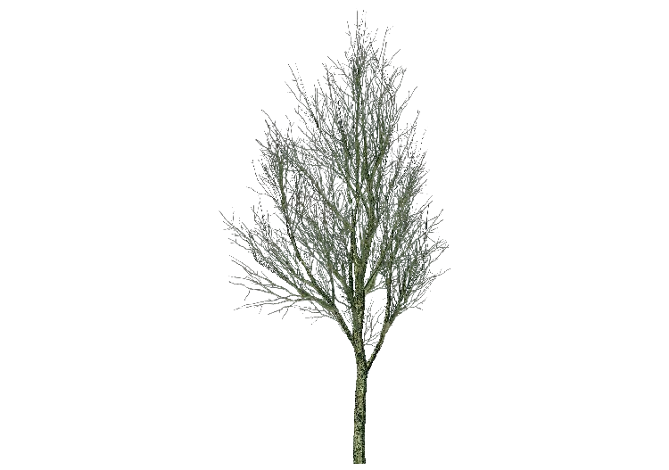 Árboles 3D - Fresno - ACCA software