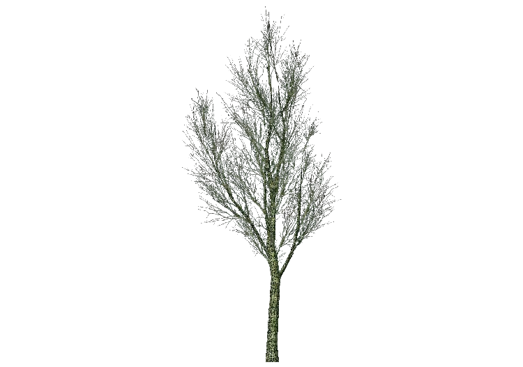 3D Trees - Ash - ACCA software