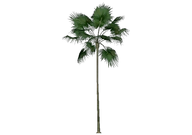 Árvores 3D - Livistona - ACCA software