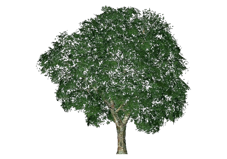 Alberi 3D - Olmo - ACCA software