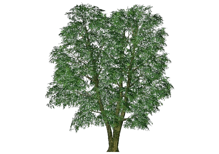 Árvores 3D - Olmo - ACCA software