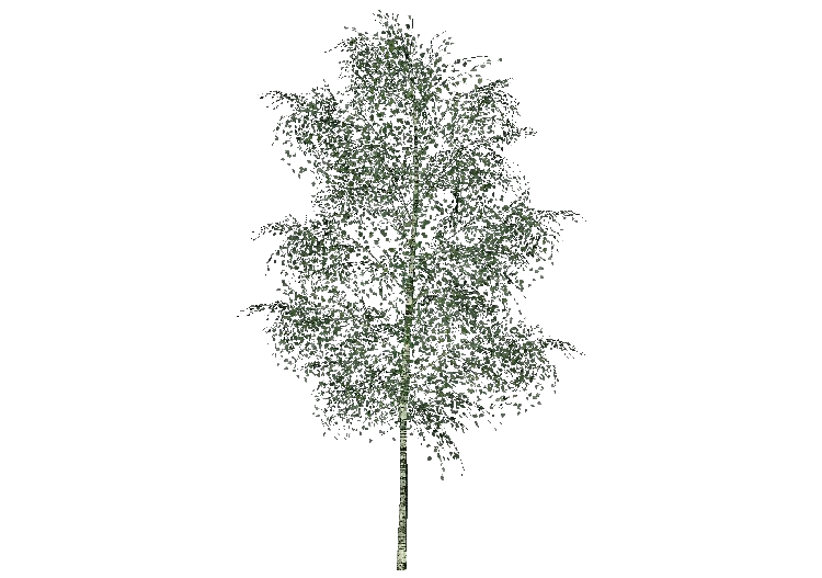 3D Trees - Elm - ACCA software