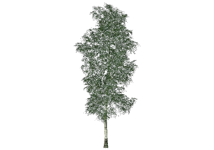 Arbres 3D - Orme - ACCA software