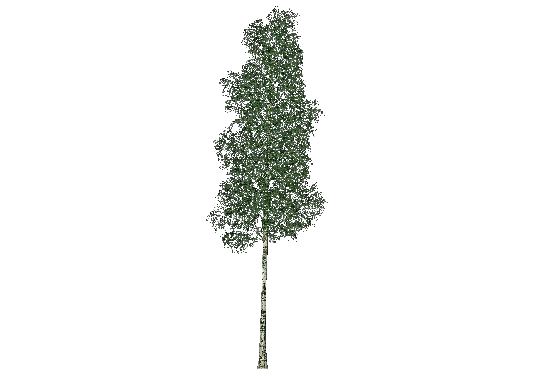 3D Trees - Elm - ACCA software