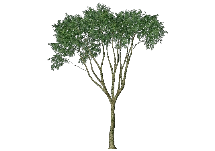 Árboles 3D - Olmo negrillo - ACCA software