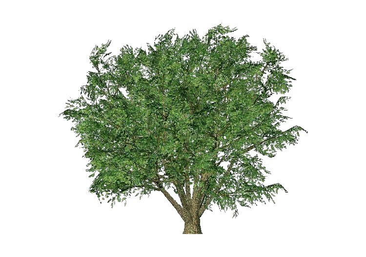 Arbres 3D - Orme champêtre - ACCA software