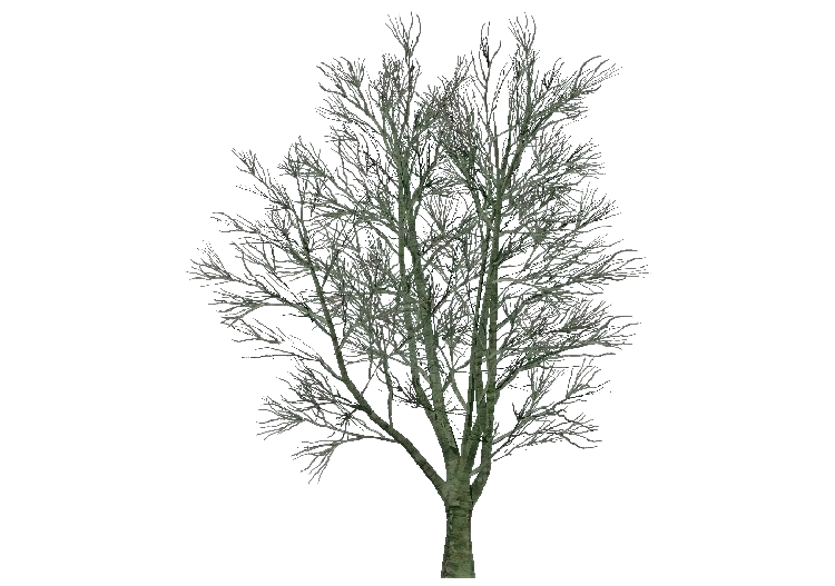 Arbres 3D - Orme champêtre - ACCA software