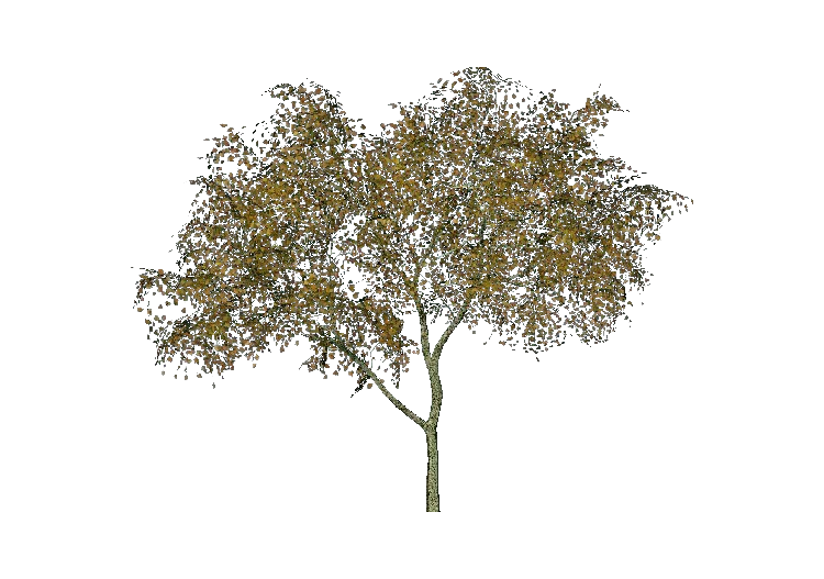 Árvores 3D - Amieiro - ACCA software