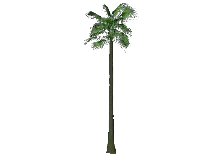 Alberi 3D - Palma californiana - ACCA software
