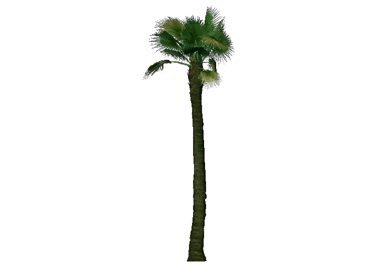 Alberi 3D - Palma californiana - ACCA software
