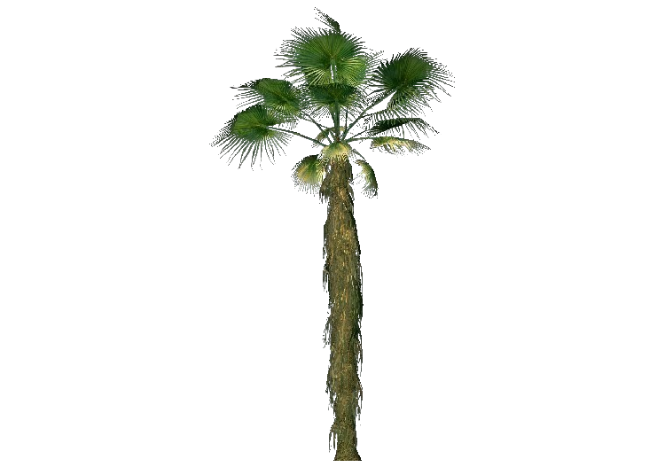 Alberi 3D - Palma californiana - ACCA software