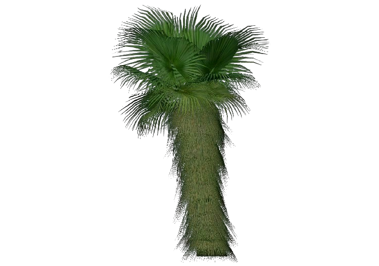 三维树木 - Washingtonia filifera (desert fan palm) - ACCA...