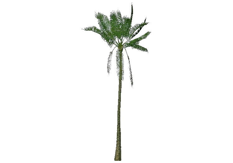 Arbres 3D - Palmier à huile - ACCA software