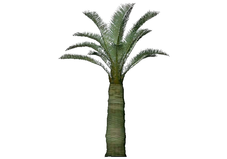 三维树木 - Jubaea chilensis - ACCA software