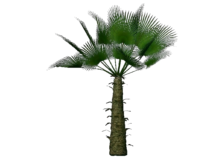 Alberi 3D - Palma di fortune - ACCA software