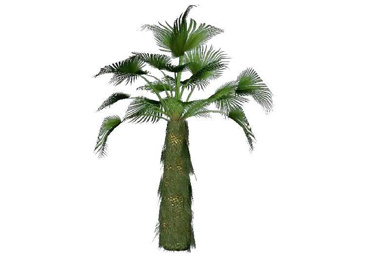 Alberi 3D - Palma di fortune - ACCA software
